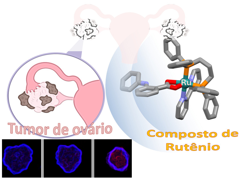 Ilustração mostrando tumor de ovário à esquerda, representado em rosa com áreas escuras, e um composto de rutênio à direita, em modelo molecular 3D. Abaixo, três imagens microscópicas de células destacadas em azul e vermelho.