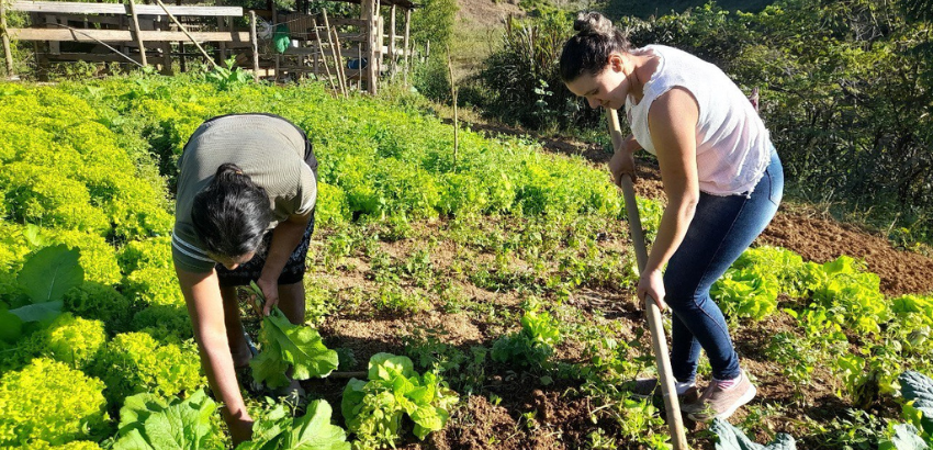Duas mulheres trabalhando em uma horta ao ar livre. Uma delas está abaixada colhendo verduras, enquanto a outra utiliza uma enxada para preparar a terra. Ao fundo, há uma cerca de madeira, vegetação e um terreno levemente inclinado.
